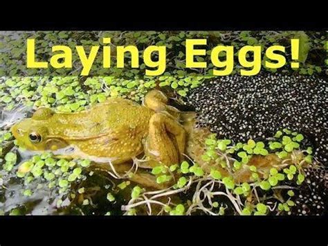 Images Of Frogs Laying Eggs They Join Together To Mate.#frog