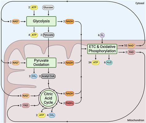 Cell Respiration Steps