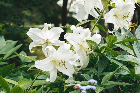 Guide to Grow and Care for Easter Lily - Plant Rezon