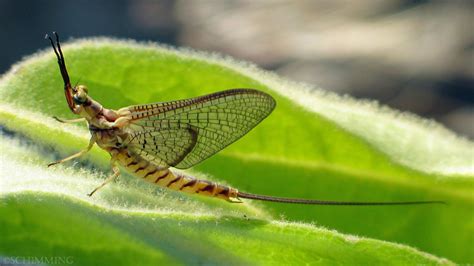 Mayfly