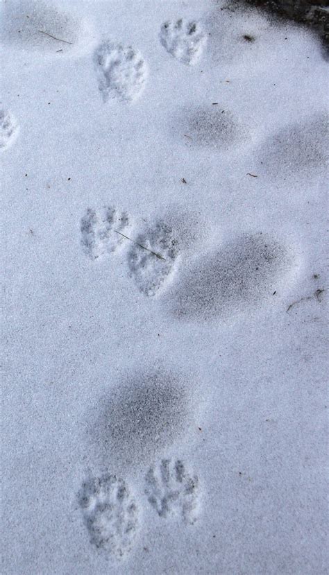 What Do Raccoon Footprints Look Like In The Snow