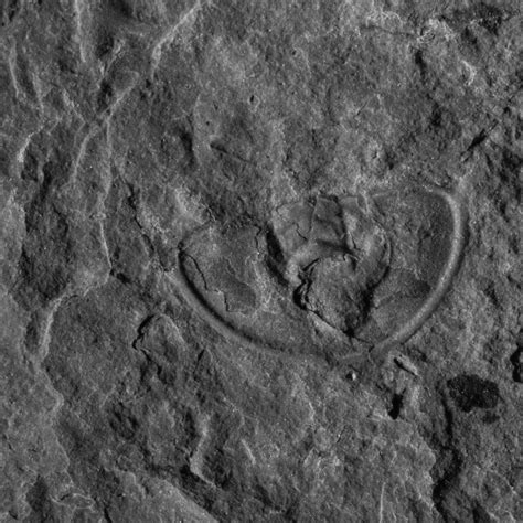 OAK SPRINGS TRILOBITE AREA - All You Need to Know BEFORE You Go (with ...