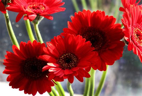 A Complete Growing and Care Guide for Gerbera Daisy - Garden and Happy