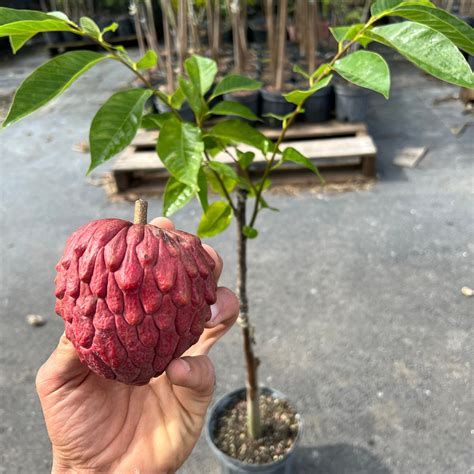 Red Custard Apple Tree