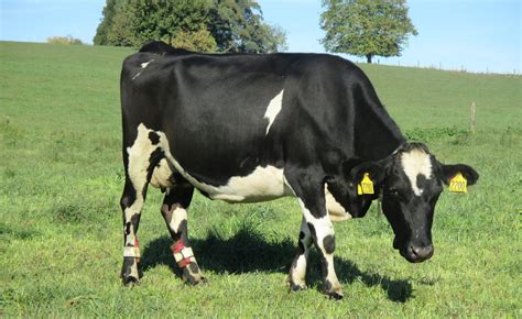 What does a healthy cow sound like?