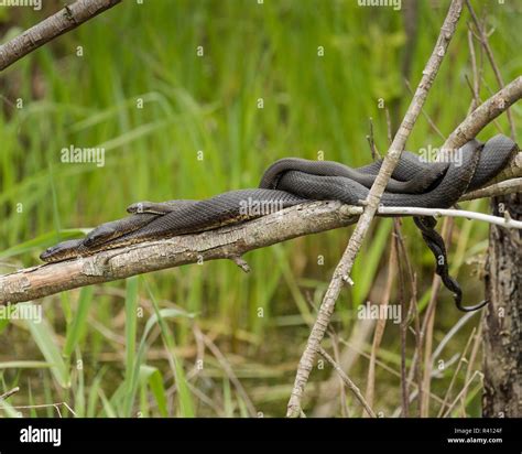 Lake Erie Water Snake in the mating ball, Nerodia sipedon insularum ...