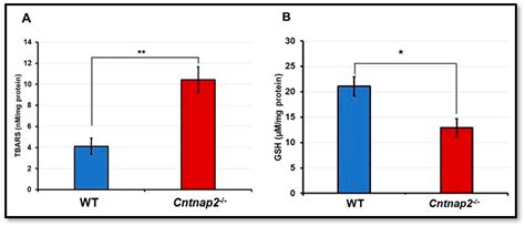 Altered Blood Brain Barrier Permeability and Oxidative Stress in ...