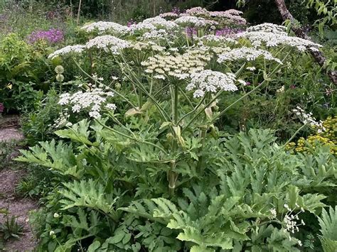 Is Cow Parsnip Dangerous? [Beneficial Or Harmful]