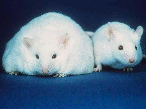 Obese Mice Suggest Cancer Link - NCI