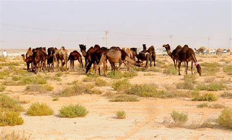 卡塔尔遭断交后 上万头骆驼绵羊被沙特驱逐出境|卡塔尔|骆驼|绵羊_新浪新闻