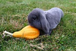 Image result for Holland Lop Rabbit Drawing