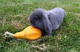 Image result for Baby Holland Lop