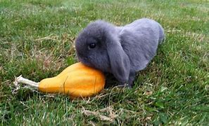 Image result for Miniature Holland Lop Rhode Island