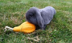 Image result for Holland Lop Rabbit Adult