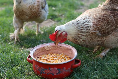 32 Foods Chickens Can Eat and 20 They Can't