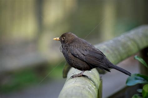 雌黑鹂Turdusmerula高清图片下载-正版图片307256631-摄图网