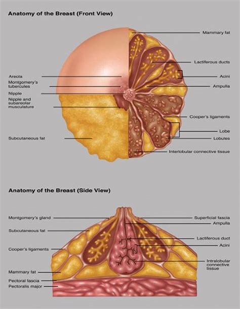 Image:Anatomy of the Breast (Front and Side Views)-Merck Manual ...
