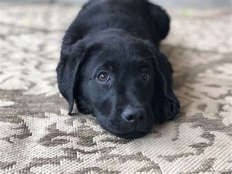 Benchmark Labradors - Labrador Retriever Puppies for Sale in Las Vegas ...