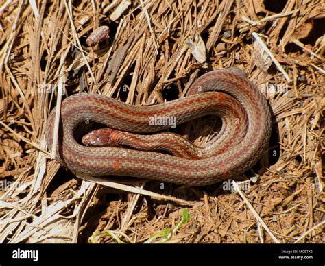 Living and non living things hi-res stock photography and images - Alamy