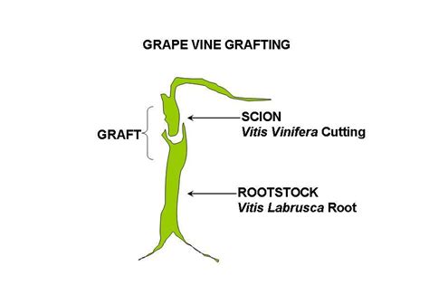 what is the meaning of scion - Brainly.in