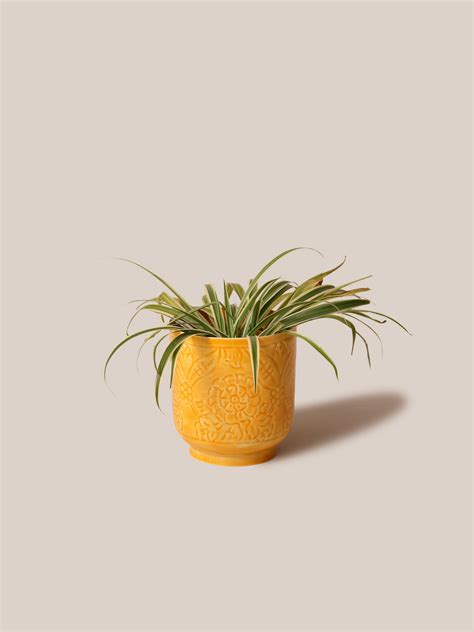 Amari Planters - Mustard – Artisanlab