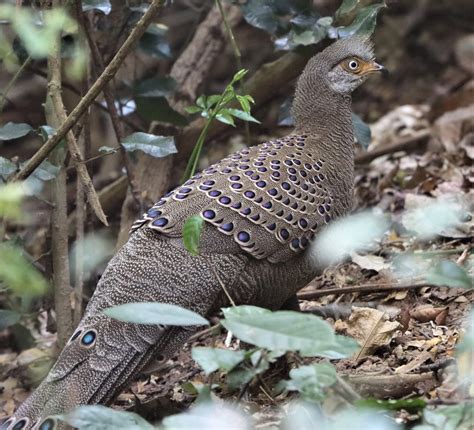 Gray Peacock-pheasant (Polyplectron bicalcaratum) — Coke Smith Wildlife