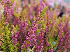 calluna vulgaris sorten calluna vulgaris firefly 9cm pot calluna vulgaris sorten calluna vulgaris firefly 9cm pot