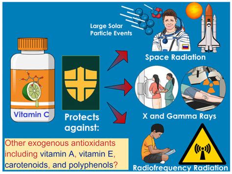 Cultivation of Vitamin C-Rich Vegetables for Space-Radiation Mitigation