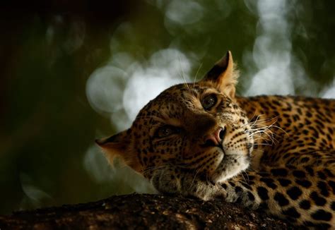 Wildlife Photographer of the Year: Marsel van Oosten captures ...