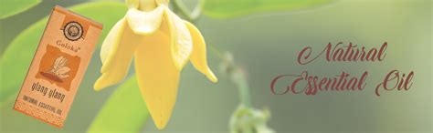 Buy GOLOKA Natural Ylang Ylang Essential Oil Pack of 3 (10 ML Each Pack ...