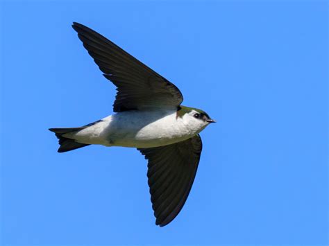 Violet-green Swallow - eBird