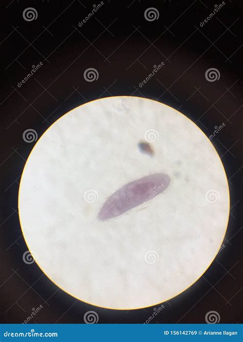 Paramecium Under a Light Microscope 100x Magnification Stock Image ...