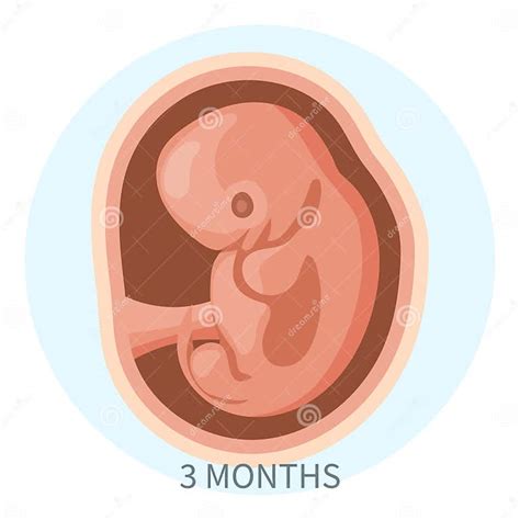 Image result for Third Week Development of Embryo