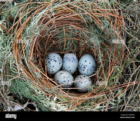 House Sparrow Eggs at Dominic Chumleigh blog