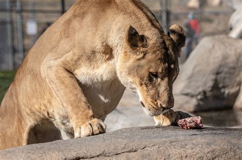 What Eats Lions