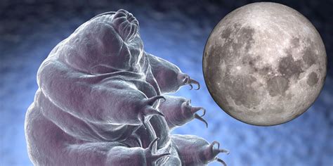 Here's How Tardigrades Were Secretly Smuggled To The Moon - Science