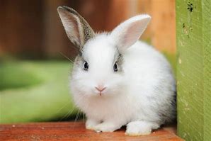 Image result for white baby bunny breeds