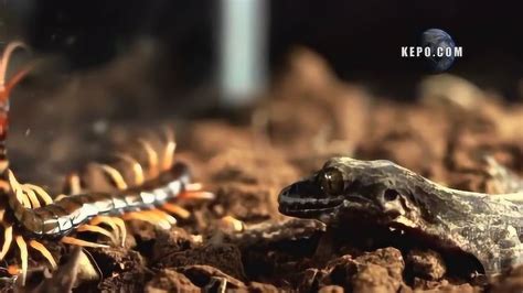 蜥蜴捕食蜈蚣，精彩大战，反遭蜈蚣毒杀_腾讯视频