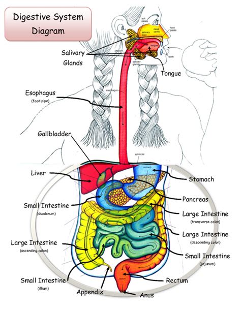 the digestive system diagram labeled - ModernHeal.com