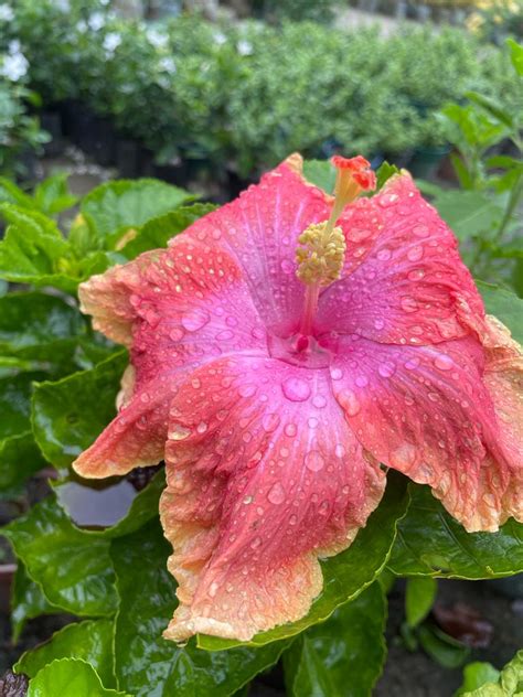 Hibiscus Plants for Sale | Buy Hibiscus Plant Online | Hibiscus Plants ...