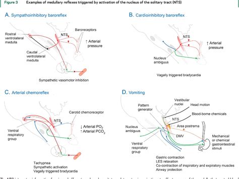 Nucleus Tractus Solitarius 意味: Tractus Solitarius Anatomie – NQZJBQ