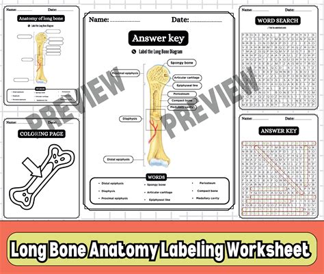 Bone Labeling Worksheet
