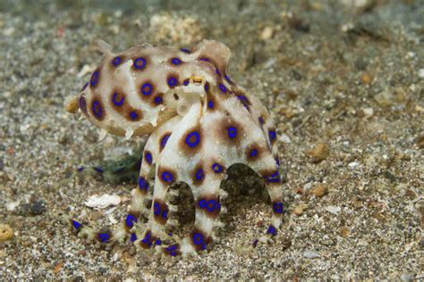 Blue-Ringed Octopus Venom 的图像结果