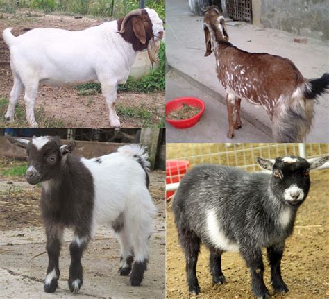 Goat Breeds | Modern Farming Methods