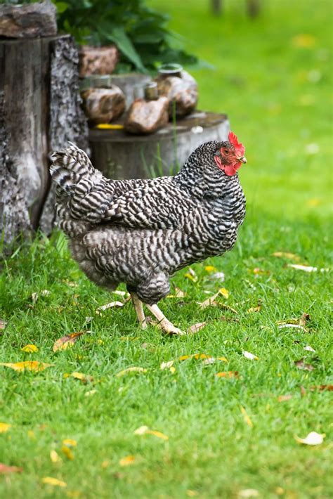 13 Gorgeous Black And White Chickens (With Pictures!) | Boreal Bloom ...