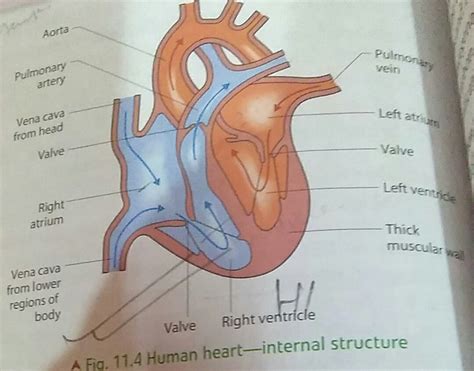 simple diagram of heart with labelling - Brainly.in
