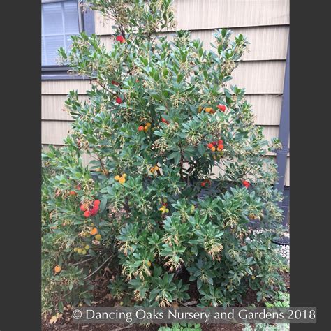 Arbutus unedo 'Oktoberfest', Strawberry Tree – Dancing Oaks Nursery and ...