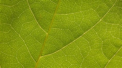 Download wallpaper 1366x768 leaf, veins, macro, texture, green tablet ...