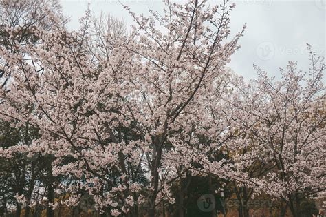 Cherry Blossom Japan 的图像结果