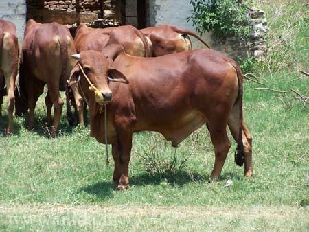 TNLDA - Tamil Nadu LiveStock Development Agency Government of Tamil Nadu